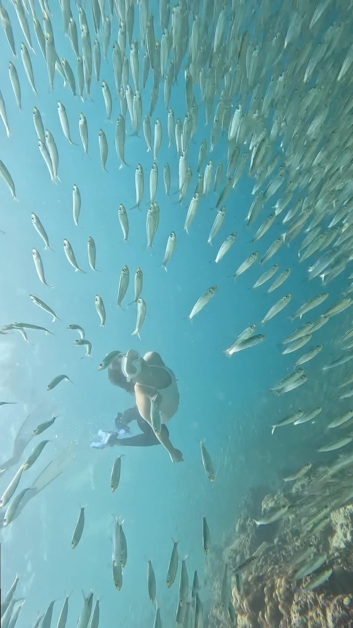 세부🐠🐟🐡

돌려돌려 돌림판 하듯 골라져서 어쩌다 오게된 세부✨
오길 넘 잘했다! 넘 예쁘자나 🥹

#cebu #moalboal #dive #trip #travel 
#세부 #모알보알 #스노쿨링