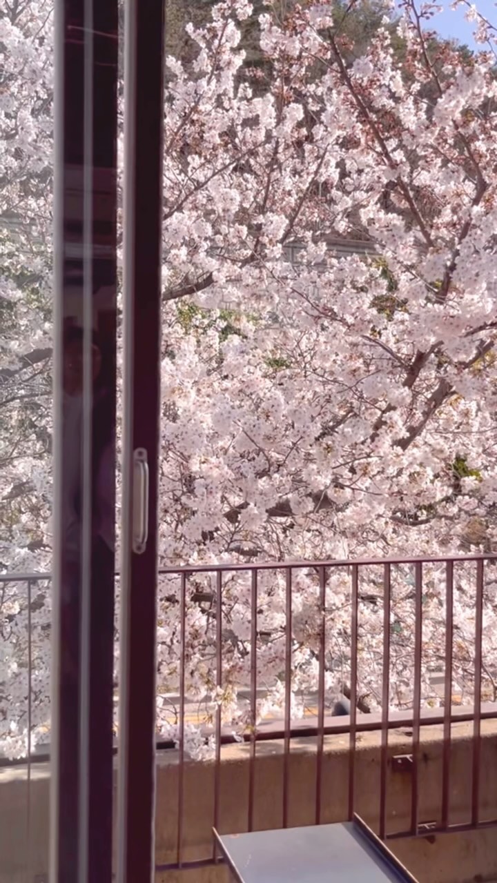 📍앞산 아눅, 대구

대구 벚꽃 카페는 아눅 🌸💗🌸

작년과 다르게 포토존이 생겨서 
실외테라스는 오픈런하지 않아도 되지만
실내테라스는 2-3자리 정도 여전히 자리로 이용 가능하니
실내테라스 앉고 싶으시면 여전히 오픈런 필수에요!

비가 많이 내리지 않아서 벚꽃들이 잘 버텨준 덕분에
이번 주말까지는 예쁠 것 같아요 ◡̈ ෆ 

🌸 24.04.01 방문

📸 포토존 시간 제한 없음(양심껏)
🪑 실내 테라스 2-3자리는 카페로 이용 가능
🚗 주차장 ⭕️(협소), 공영주차장 이용 권장
🐕 애견 동반 불가 ❌
👶🏻 예스키즈존 (루프탑 제외)
