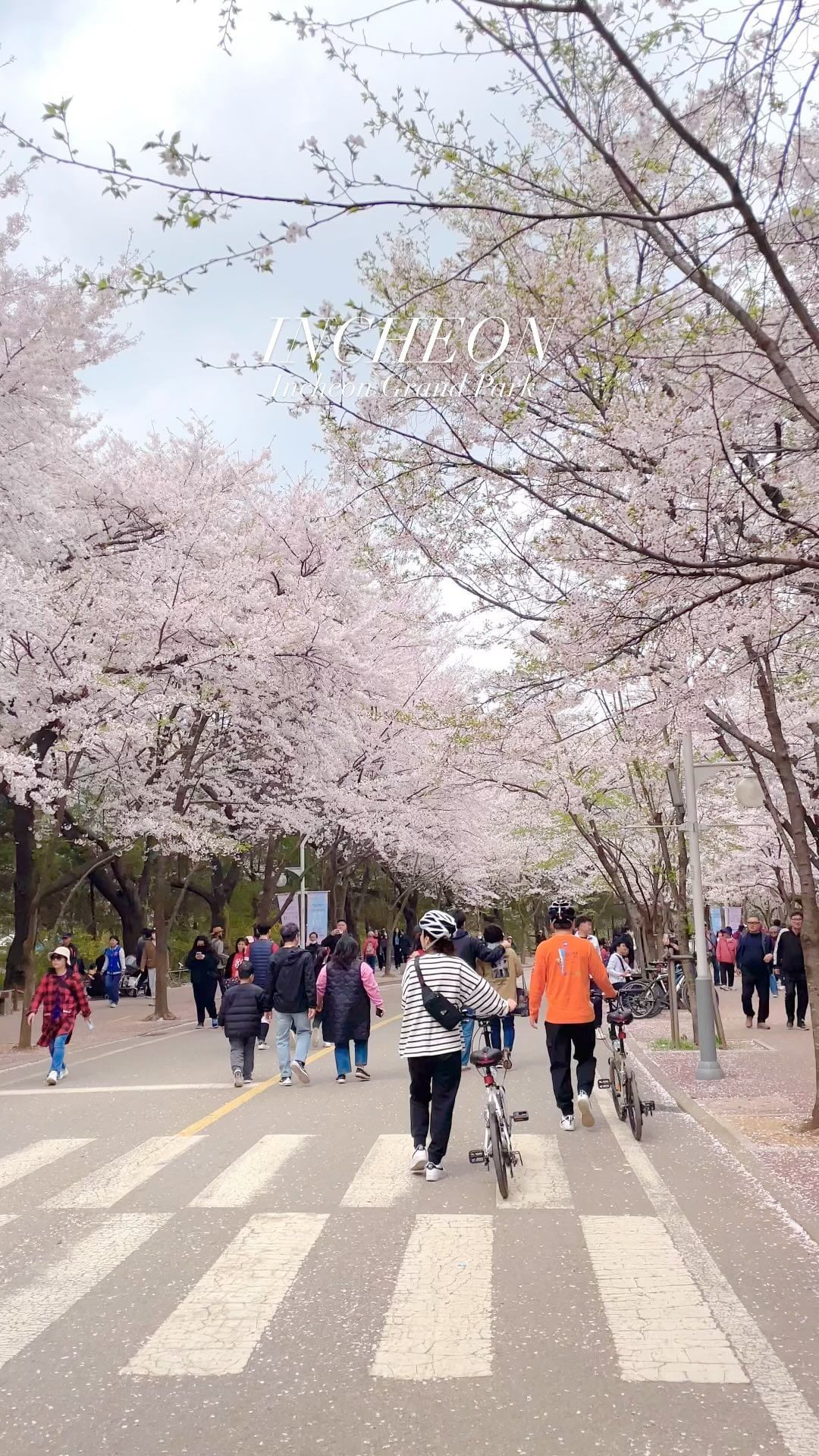 아직 벚꽃이 예쁘게 피어있는 이곳
초등학교 소풍은 여기갔었는데
토끼랑 거북이 열차 어디갔니🐢