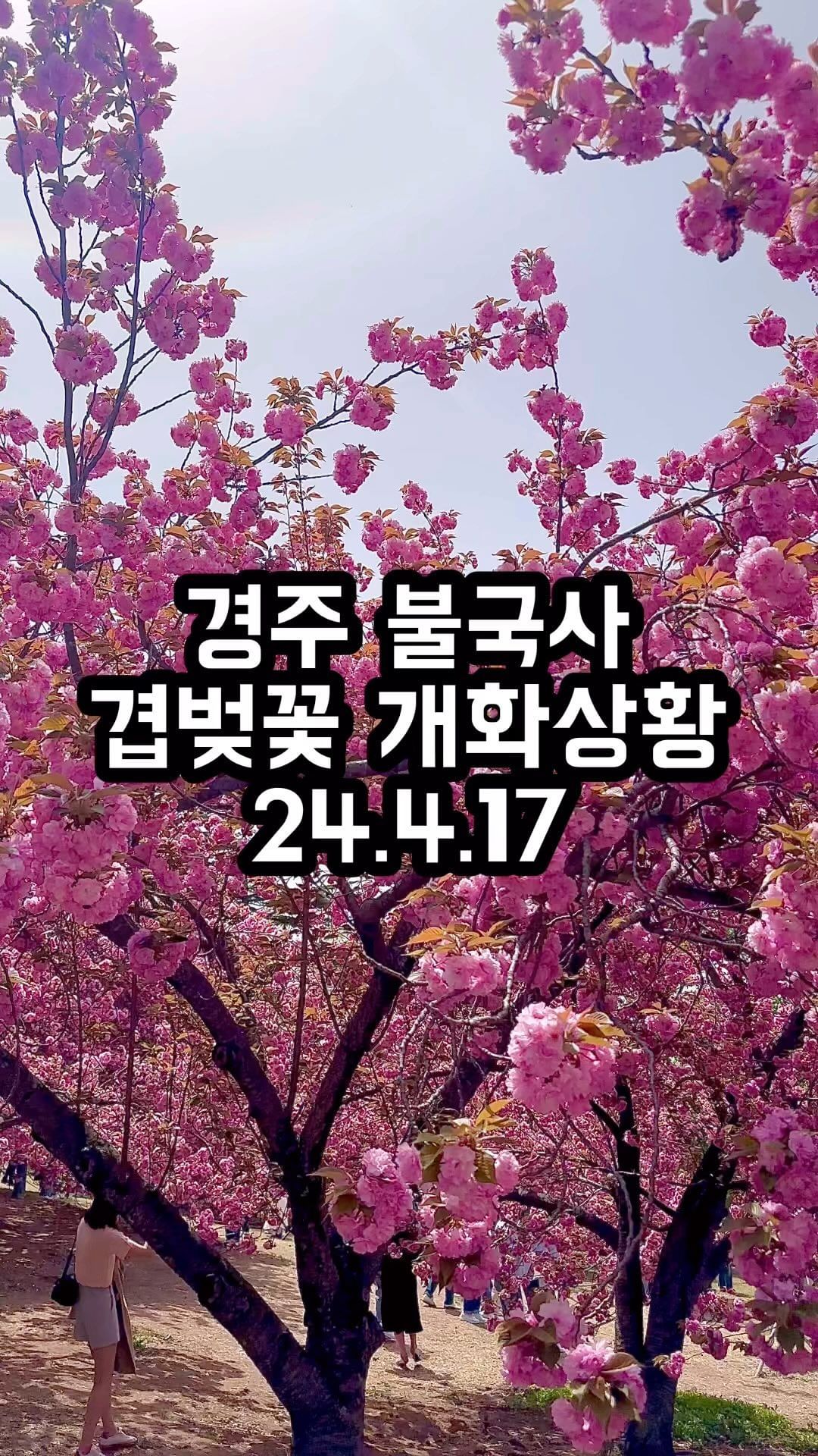 경주 불국사 겹벚꽃 개화상황🌸

24.4.17 
어제 리니랑 같이 경주 불국사 겹벚꽃을 보고 왔어요
90%개화 한거 같아요!!
주말에 완전 만개할거 같아요

겹벚꽃은 처음 봤는데
저는 벚꽃보다 겹벚꽃이 더 이쁜거 같더라구요

울 리니 인생샷도 덕분에 많이 건졌어요♥️

단..
사람이 정말 많아요
평일 오전에 갔음에도 주차장 만차에 
사람들 바글바글

그리고 아기랑 같이간다면
유모차는 포기하세요
언덕이라 유모차 끌고가는게 
더 힘들었어요🤣

주말 새벽에 가서 
인생샷 남겨오길 추천 드려요
(경주사는 언니 말로는 새벽에도 사람 많데요)