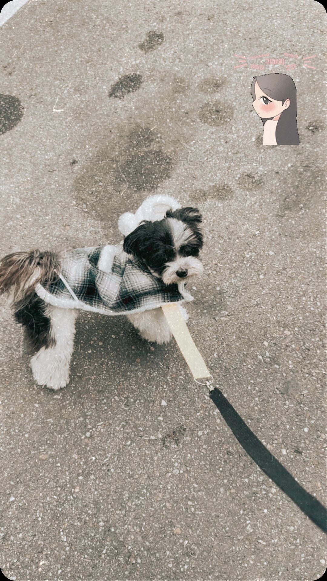 #티모#리오#Bostonterrierlife#보스턴테리어#보테동#멍스타그램#보스턴테리어사랑#댕댕이#반려견#인스타펫#波士顿梗犬。#ボストン·テリア#บอสตันเทอร์เรีย#소통#소소한일상#맛팔#boston terrier love#독스타그램#말티푸