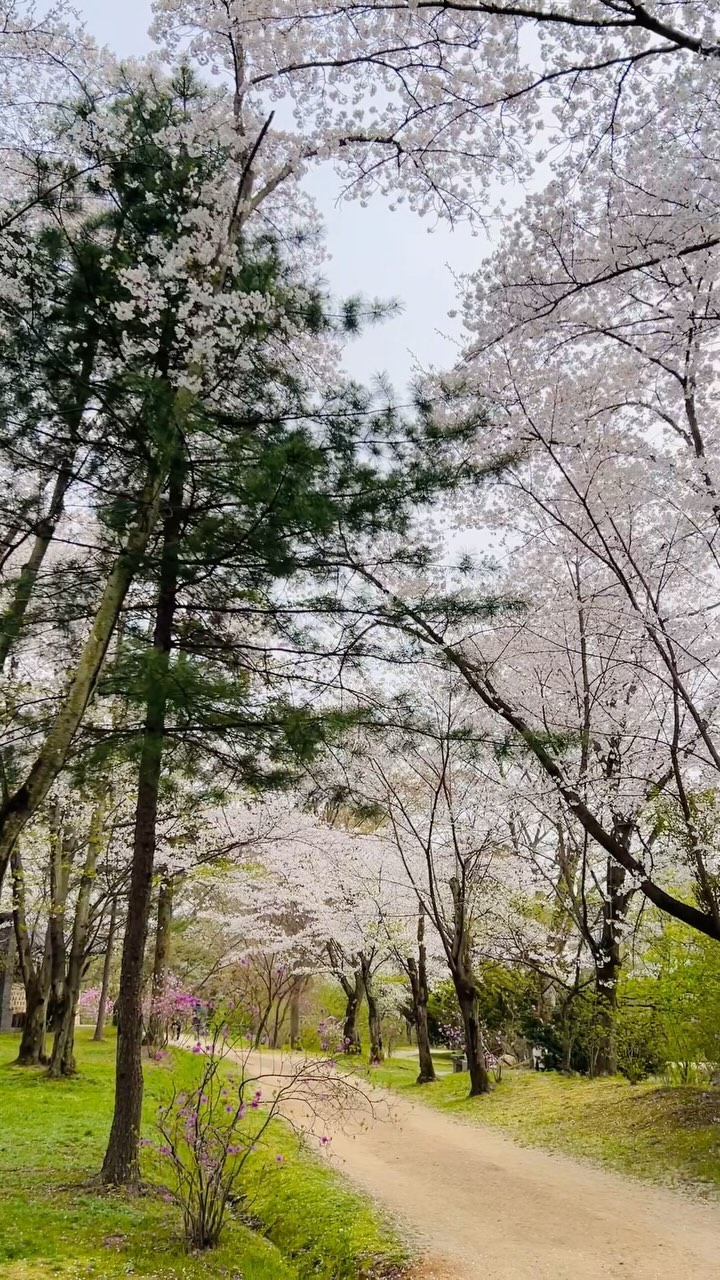 김포 장릉이 유네스코에 지정됐다고해서 다녀왔어용. 우리동네에 별거있겠나 싶었는데 카메라에도 안담기는 아름다운 자연이었어용. ㅎㅎ 너무 예뻐서 우와우와만 계속날렸어용 이곳은 실물이 깡패였네요🐤✌🏻 조용하고 고요해서 데이트하기 넘 좋았어욧🎡🐣
한바퀴도는데 천천히 걸음으로 40분정도 걸렸구용 저는 여름에도 가고 가을에도 갈거에요ㅎ

#봄의갬성
#봄데이트

#김포장릉#김포데이트코스 #김포데이트장소 #김포댁