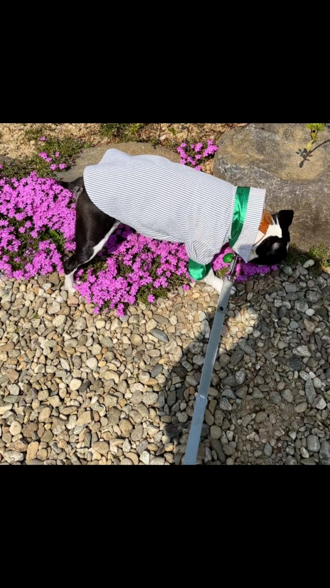 #티모#리오#Bostonterrierlife#보스턴테리어#보테동#멍스타그램#보스턴테리어사랑#댕댕이#반려견#인스타펫#波士顿梗犬。#ボストン·テリア#บอสตันเทอร์เรีย#소통#소소한일상#맛팔#boston terrier love#독스타그램#말티푸