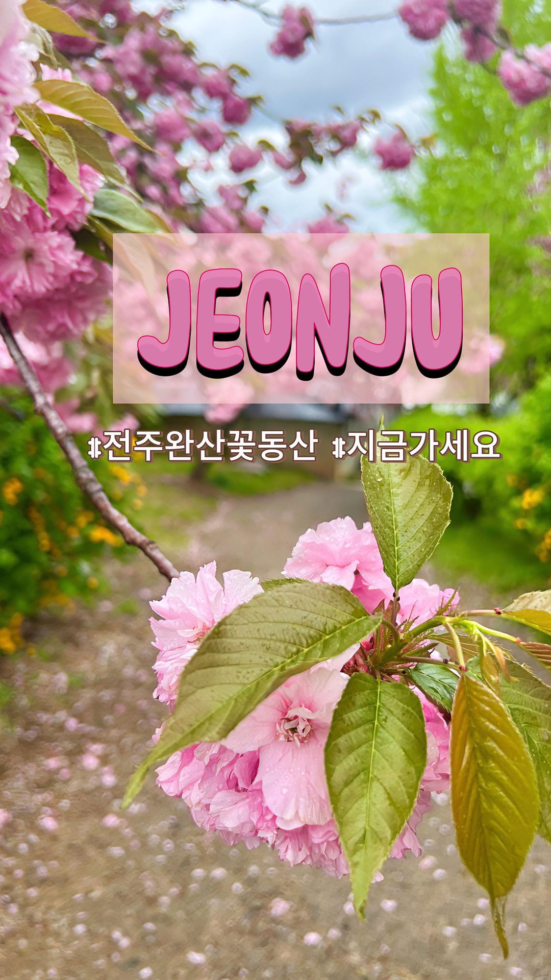 ☔️비가 와서 안가신다구여?
아니되옵니다. 비가오니 가셔야해요. 

‼️비가 두번 왔지만 아직도 예뻐요

✅겹벚꽃비는 
다음주(4월넷째주부터)

✅촬영_2024년 4월 16일‼️

🌿4월14일_ 겹벚꽃 철쭉 만개
🌿4월 15일_ ☔️비가 왔지만 
🌿겹꽃이라 비에도 짱짱해요
🌿물기머금어 나무색도 더 짙고 꽃은 더 이뽀
🌿덥지 않아 좋고 사람도 더 적어요

🍃바람개비가 있는 길은 봄 카페로 
  근데 거기 안가도 충분히 예뻐요. 
  봄카페 음료가 너무 비싸서 아쉽네요.

🌈최단코스
 : 완산 도서관 들어가 옆 계단
🌈유모차와 함께라면
 : 완산도서관 옆길로
🌈 내려갈 땐(뚜벅이)
 : #디드카페(커피저렴 고퀄리티) 곤지암중학교 방면

🅿️ #오르도네 옆 서학동 공영주차장
 : 차로 오시는 분들은 오르도네 꼭 가보세요
 : ☕️🥐커피,크로와상,페스츄리,밤식빵 맛집

🌿
걸어야 보이는 것들 소개하는 <짓다소현>
: 네이버에서 <짓다소현> 검색해보세요