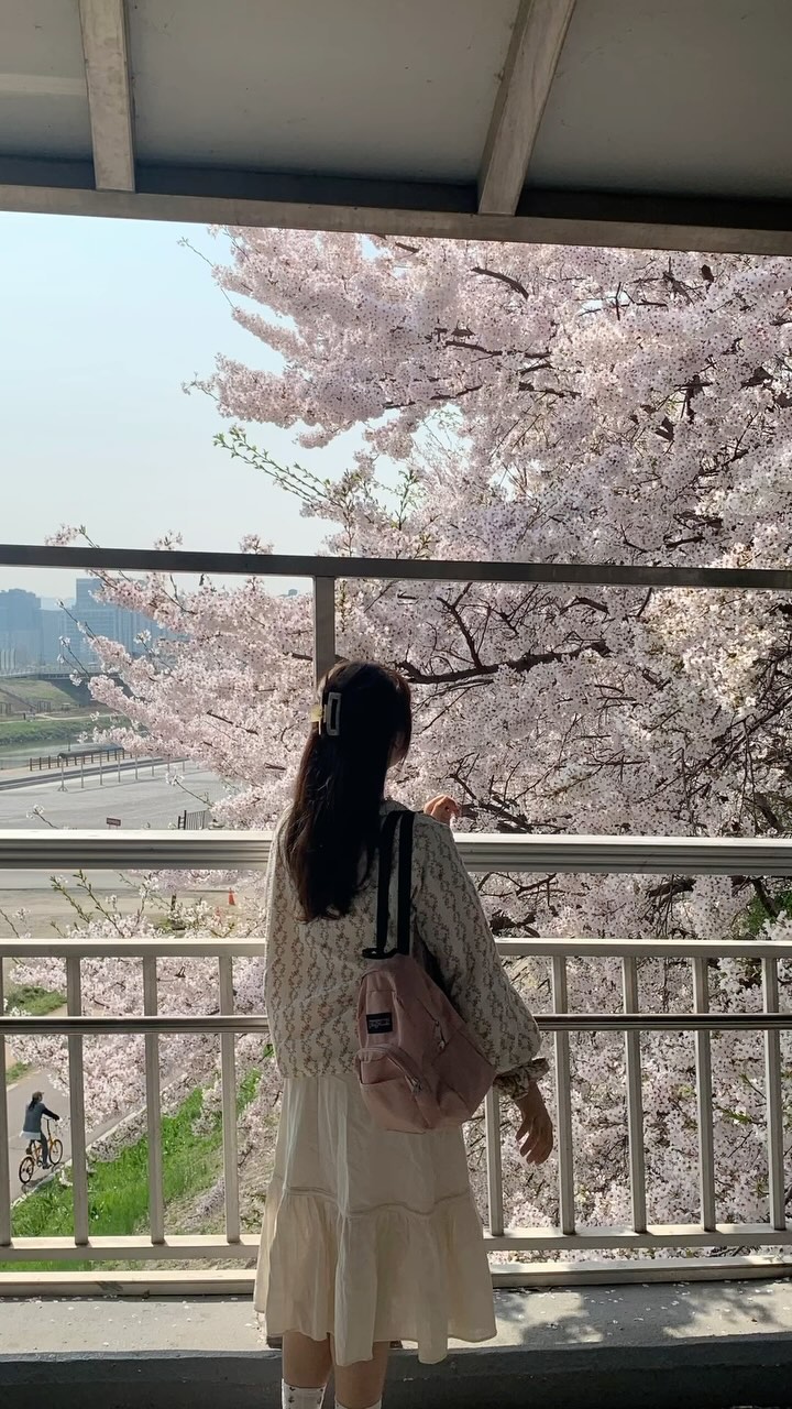 올해 유독 더 핑크핑크한🌸 내년에 또 만나💞
#벚꽃엔딩 #벚꽃비 #광명안양천 #벚꽃명소 #벚꽃맛집