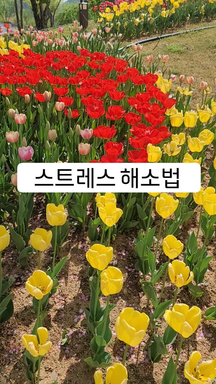 해피 월요일 시작 ✨
오늘은 제가 스트레스 해소하는방법 
공유해드려요 😃

저는 예전에 스트레스 받으면 푸는방법을 몰라서 먹는걸로 해소했는데  먹으면서도 약간의 죄책감과 먹고나면 
후회와 살찜을 얻는 악순환을 반복했답니다 !

지금은 내가 해결할수있는것인가 해결 못하는것인가를 1차로 구분하는 연습을 하고있고 , 자연을 보거나 , 노래를 듣거나 , 
몸을 움직이거나 등등 스트레스 관리를 하고있어요 😃❤

스트레스를 안받을수없는 현대사회에서
내 멘탈과 몸을 지키기위해
해소법도 상당히 중요한데
얘기를 하다보면 많은분들이 먹는걸로 풀거나 , 
마땅한 방법이 없는거같아요 !

마음건강을 위해 긍정적인 스트레스
해소법을 찾고 실행하는것을 추천합니다❤❤