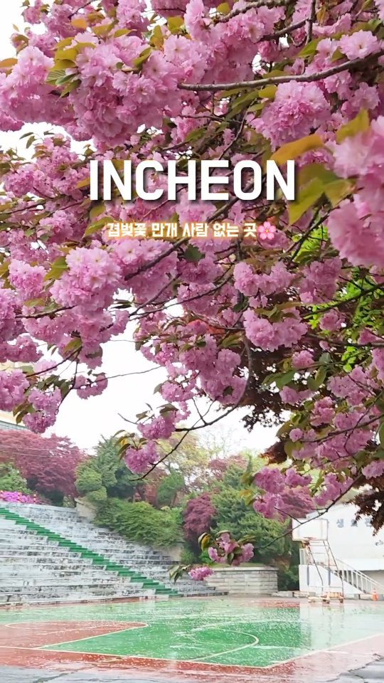 인천러가 알려주는 사람 없는 겹벚꽃 스팟🌸

찍사들 사이에서만 소문 난 인천 겹벚꽃 명소!
저도 스냅촬영하다 알게 된 곳인데요
만개했다는 소식에 호다닥 다녀왔어요

토요일 4시쯤 방문했고
사진찍는 분들 3팀밖에 없었어요!

엄청 많은 벚꽃길은 아니었지만
큼직한 겹벚꽃이 중간중간 있어
사진찍기 좋았던 장소랍니다📷

📌 인천대 제물포캠퍼스
🕒 24.04.20 촬영

수도권 숨은 명소 더 알고싶다면?!
@rozy._.pic 팔로우하고 소식 빨리 받아보기💕

#인천여행 #겹벚꽃 #겹벚꽃명소