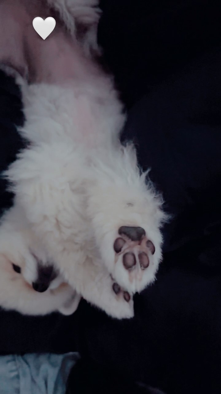 발레하는 강아지 🩰🐶