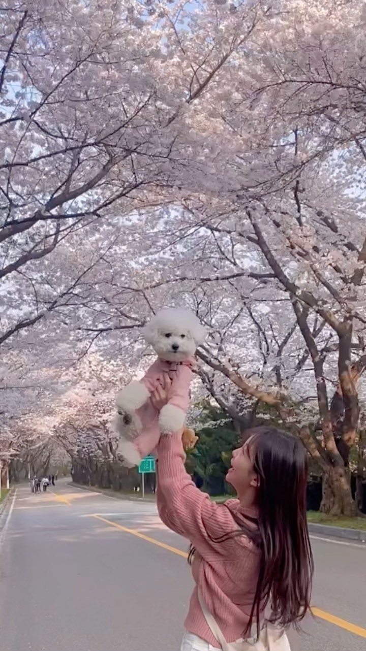벚꽃 멀리 보러 갈 필요가 없다 🙂
솜이랑 산책하면서 집 근처 벚꽃 보는게 최고야💗
서울처럼 사람이 많지도 않고 
차도 없고 행복해
너가 내 봄이야 솜아 🌸

#벚꽃 #나만아는 #벚꽃명소 #봄 #어서오고 🖐🏻
#강아지 #반려견
