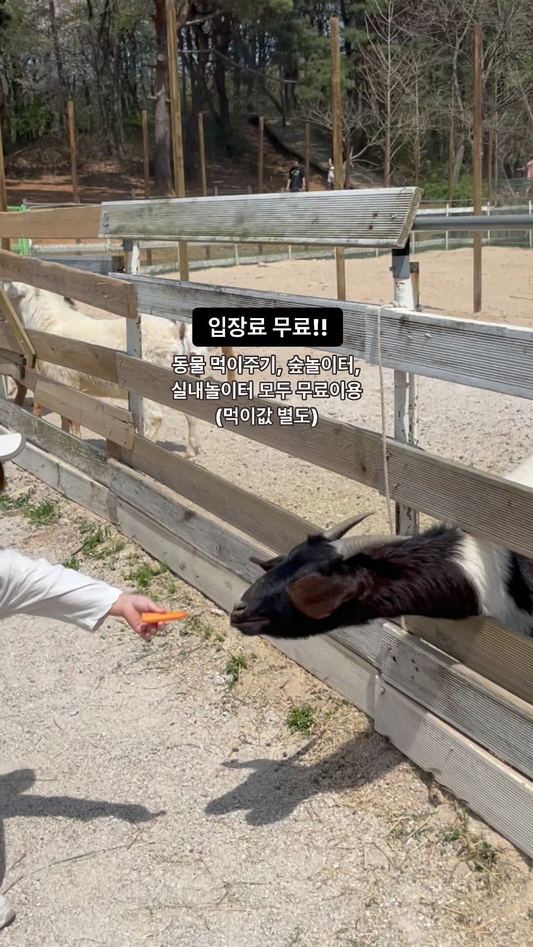 입장료 무료!
먹이값만내면 되는 착한곳!
(한시적 무료라는데 무료된지 한참됐어요)
캠핑사이트 대여도되서 
바베큐파티도 가능해요
아이들 뛰어놀기 좋고
모래놀이, 숲놀이터, 실내놀이터까지! 
비눗방울 꼭 챙겨가세요🫶🏻
.
릴스속도 조절좀 할걸🤣🤣