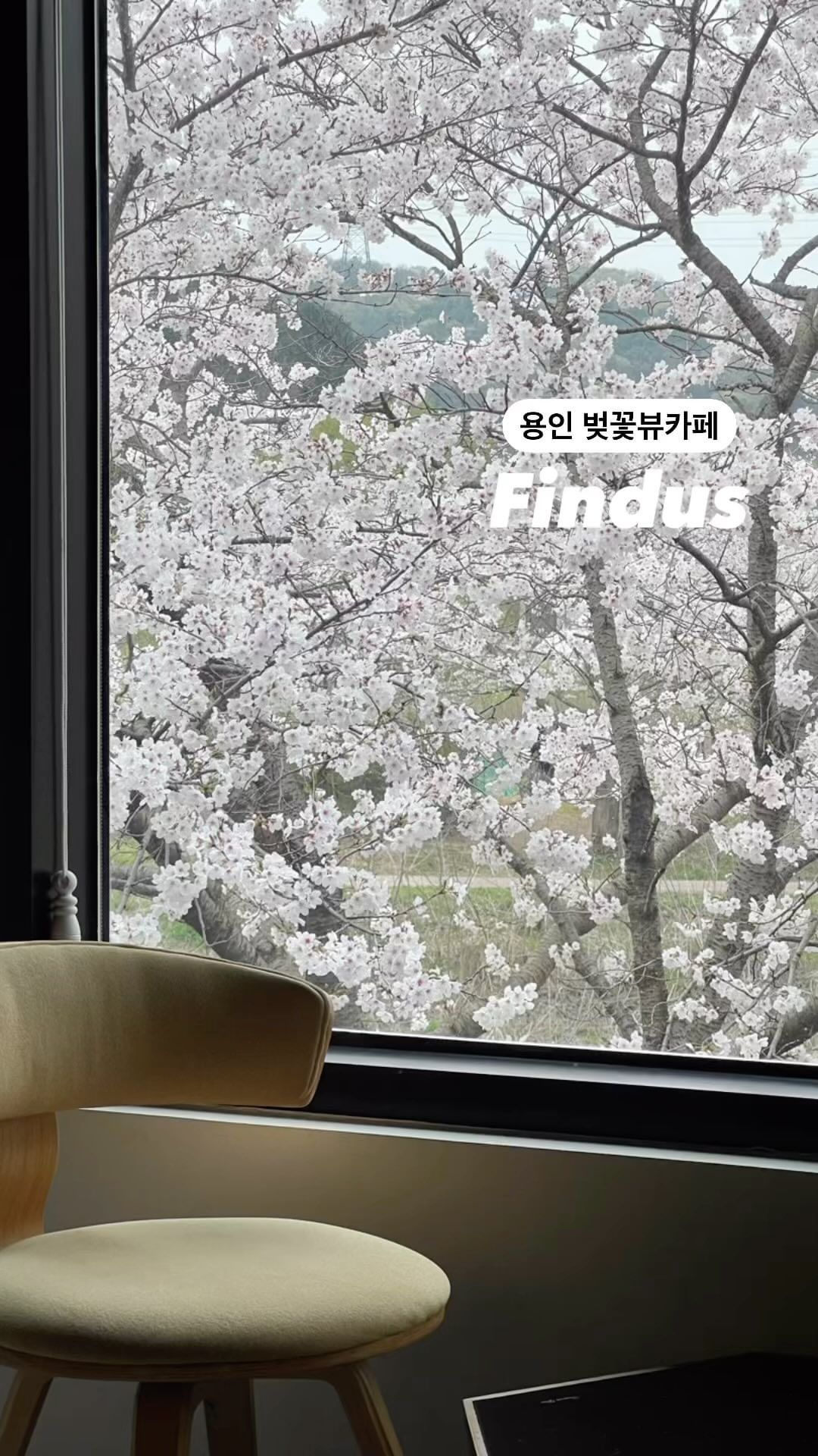 지금 완전 만개!
이번 주말에 벚꽃놀이 막차 가능한 
#용인벚꽃명소 추천드려봅니다.

용인에서 벚꽃이 가장 늦게 피는 처인구에 위치한
#경안천벚꽃길 벚꽃도 많구 한적해서 더 좋아요. 

이렇게 훌륭한 #벚꽃뷰카페 
서울에 있었으면 줄서서 사진 찍을 각인데
용인에 위치한 덕분에 평일 오전 여유롭게
벚꽃뷰를 즐길 수 있었어요 🌸
친구랑 함께여서 더 좋았다는 🫶🏻

가까운 데 사시면 꼭 가보세요!

📍 #핀더스 @with_findus 
- 용인시 처인구 동부로 338번길 5 (운학동)
- 촬영일자 : 2024.4.11(목)
.
.
#용인벚꽃 #벚꽃엔딩 #벚꽃길 #경안천
#용인카페추천 #용인카페투어 #용인가볼만한곳 
#용인맘 #김매력의카페추천 
#koreatravel #yongin #yongincafe