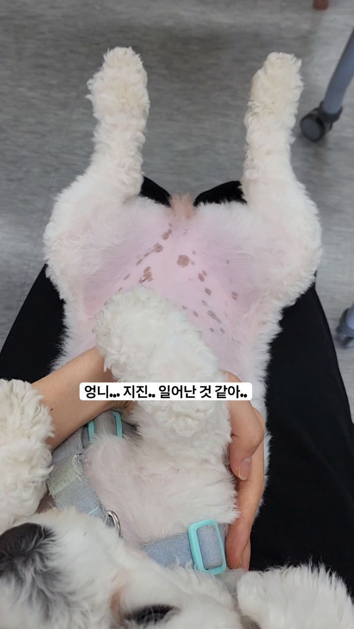 #풀빵이 
엉니 다리가 흔들려 이게 바로 지진...?
#reels #릴스 #강아지릴스