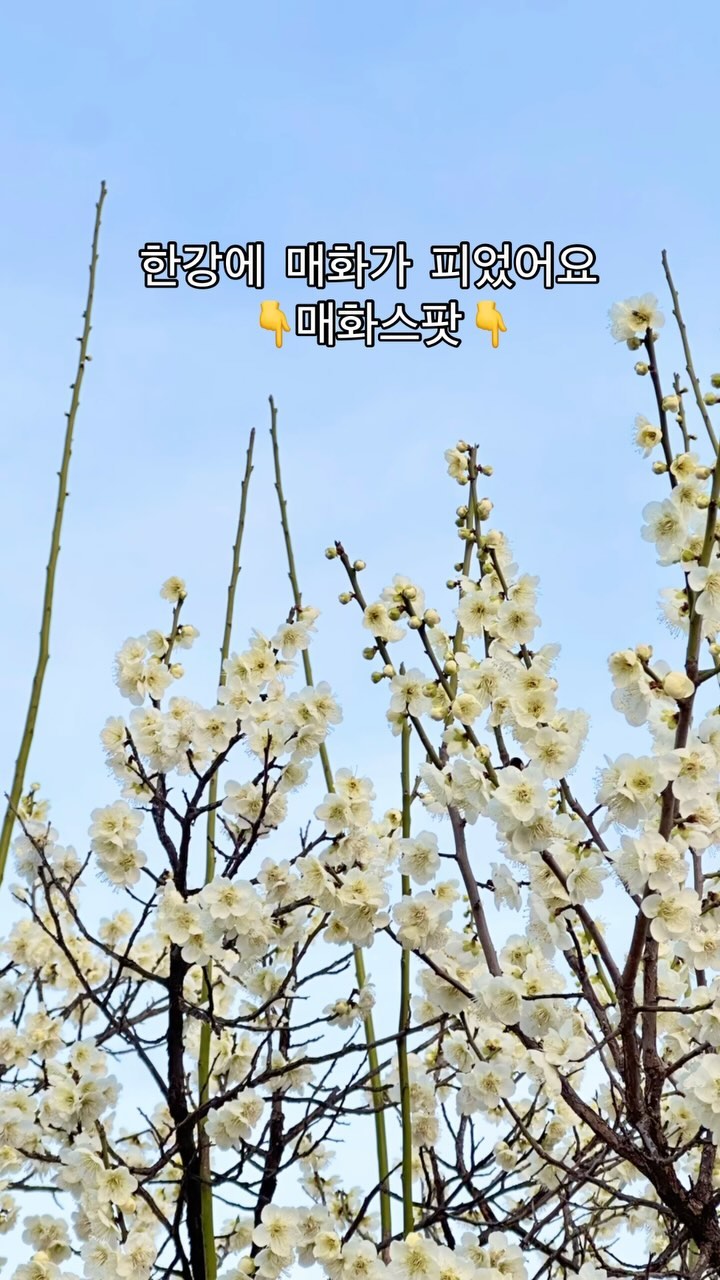 오늘 따릉이타고 한강공원  나들이  다녀왔는데요

벚꽃도  피고  매화도  핀거  있죠

아~열일하느라  봄이  온지도  몰랐네🥹

📍한강공원  매화스팟

여의도한강공원에서 서쪽으로 서강대교를  향해  가다보면
여의도물빛무대와  주차장사이에  생겼어요

우리  올해 봄꽃 놓치지  말자요😘🌼🌸🌼🌸
.
.
.
#한강공원 #주말나들이 #봄 #봄꽃 #벚꽃 #매화 #매화스팟 #자전거탄풍경