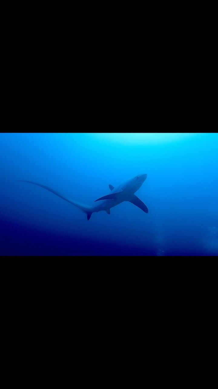 #필리핀 #말라파스쿠아 🇵🇭

우아한 꼬리지느러미와 귀여운 눈알의 환도상어.
너 만나러 간다고 진짜…..🙃🚣🏾‍♂️🦈

작고 아름다웠던 말라파스쿠아섬🏝️✨

#필리핀다이빙 #말라파스쿠아다이빙
#환도상어 #말라파스쿠아섬
#필리핀여행 #필리핀말라파스쿠아 
#다이빙투어 #다이빙해외투어
#underwaterlife #shark
#pelagicthreshersharks