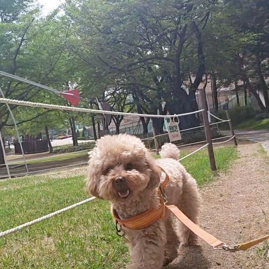 산책하는 강아지 시점 🩷🤍❤️

날씨 좋고 사람 많으면 진짜 행복한 표정으로 헤헤 웃고다님 👅