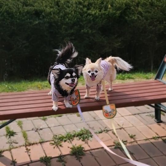 11살 공주와 8살왕자의 건강비법🐶🐶

바로바로

매일매일 산책하기에요🐾🐾🐾

두 아이 다 여태 감기한번 걸린적없이 튼튼하고
건강하게 잘 지내줘서 고마울뿐인 요즘이에요!

그중 노력하고 있는 부분은 산책인데요!

디스크가 있는 11살 공주는 그날 컨디션에 따라서
무리되지않게 강도를 조절해서 근력을 키워주고있구요!

8살 왕자도 작은 소형견이라 오랜 산책은 오히려 관절에
무리가 갈수 있어서 쉬엄쉬엄해준답니다😄

🌿산책만으로도 후각, 청각, 시각 모두 자극시켜
뇌에 활성화를 활발히 해주며, 노화와 치매를 예방해주고 
스트레스해소에 큰 도움을 준다고해요👍

시간보다는 짧게 여러번 자주 해주는게 소형견들에게는
더욱 좋다는 사실🖐

1일 1산책으로 멍뭉이들 건강하게 지켜주세요💚💙

#치와와#장모치와와#노견만세#Chihuahua#チワワ#ロングコートチワワ#奇瓦瓦狗