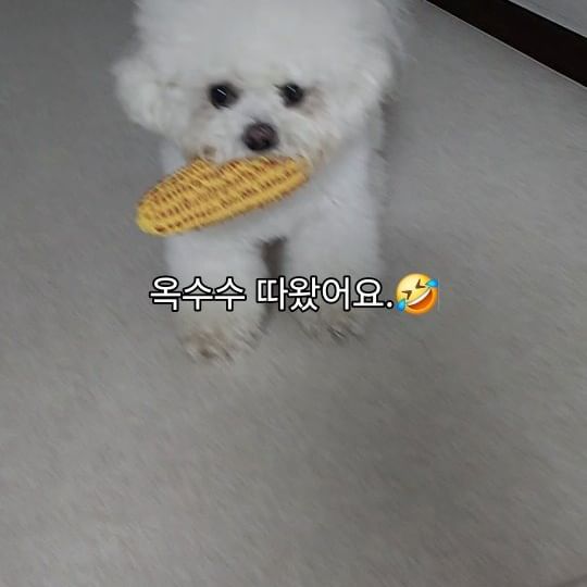 복도쪽 매트를 새로 깔아줬더니 완전 신난 토토군~
옥수수 🌽 삑삑이는 이미 고장나서 소리도 안나지만,
신바람나게 던지기 놀이중.
옥수수 무한 수확중 🤣🤣🤣
