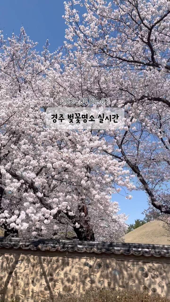🌸경주 벚꽃 실시간🌸
2024.04.02 기준

1. 대릉원
- 벚꽃 90% 개화
 대릉원 내에 있는 벚꽃은 많이 피었어요! 
곳곳에 사진 스팟이 많아서 사진 찍기 좋았고, 인기있는 장소는 줄이 아주 길었답니다ㅠㅠ

2. 대릉원 돌담길
- 벚꽃 90% 개화
돌담길도 벚꽃 많이 폈어요! 축제기간에는 도로가 통제 되어있어서 돌아다니기 괜찮았는데 현재는 축제기간 끝나서 차 도로 조심해야해요! 

3. 황룡원
- 벚꽃 80% 개화
날씨가 흐린탓에 예쁘게 찍지는 못했지만, 만개하면 너무 예쁠것 같아요! 평일이어도 사람은 많았어서 아침 일찍 가시는 걸 추천해요!

4. 흥무로 벚꽃길
- 벚꽃 90% 개화
벚꽃 터널이 너무 예쁘더라구요~!
벚꽃 터널이 차 도로여서 위험하니까 조심해야해요!

이번주 주말 벚꽃 구경하기 딱일 것 같아요오💞