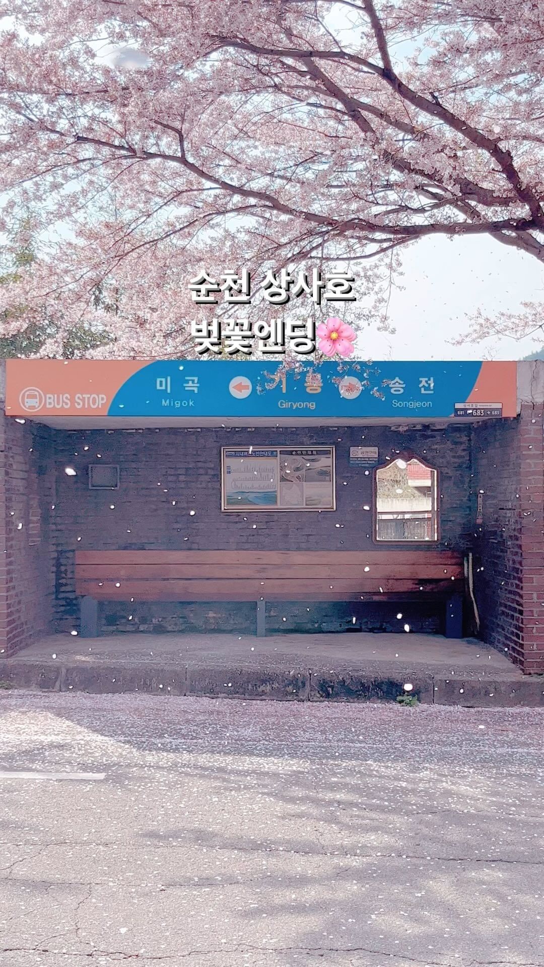 순천 벚꽃 막차 탑승
살면서 이렇게 예쁜 벚꽃비는
처음 보았는데, 정말 행복했다🤦🏻