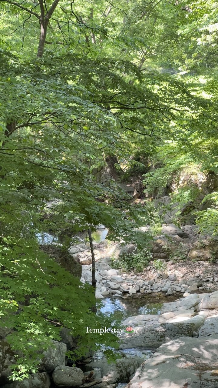힐링 제대로 ..🌿🪷