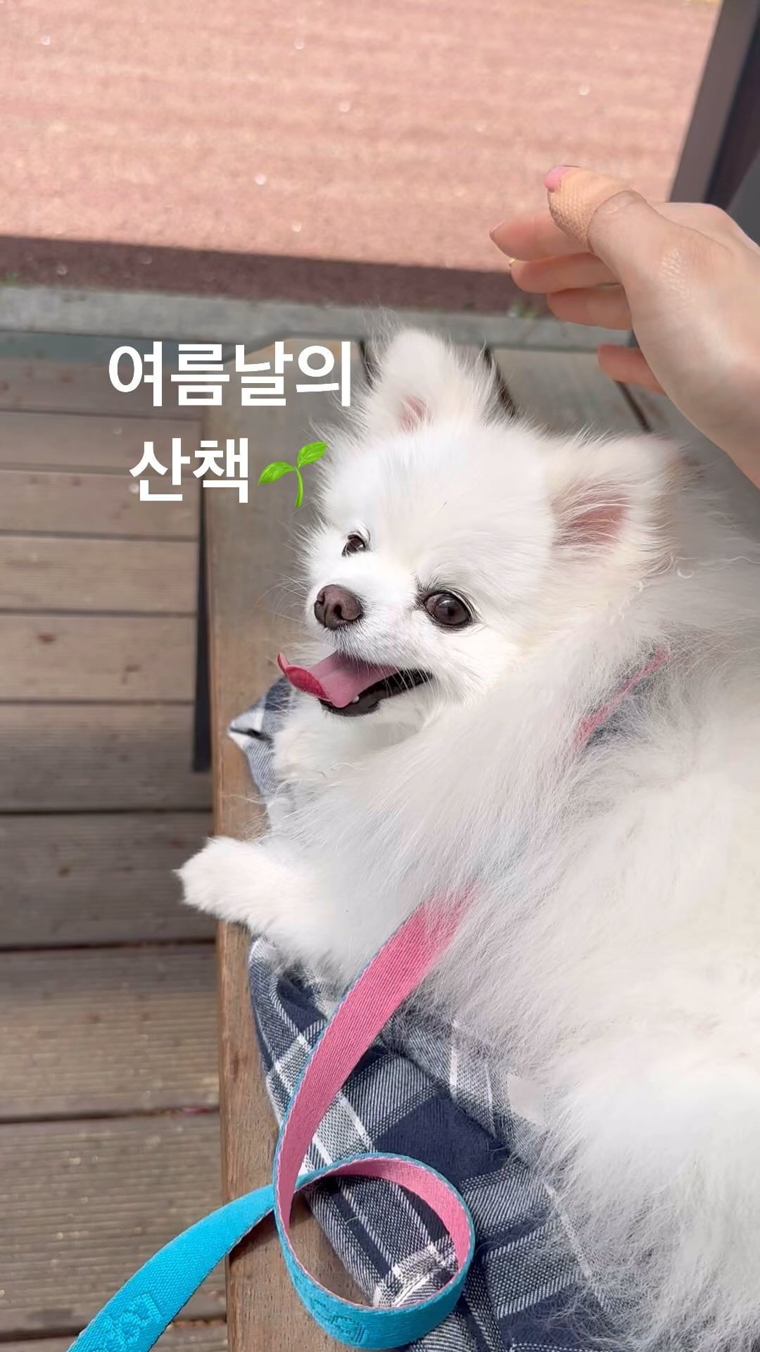 얼마전 봄 게시물이랑 같은 위치인데...이제는 봄산책 아니고 여름산책🌳🌳
다들 산책 잘 하고이찌? 이제는 덥더라구
#예삐#여름산책
#강아지산책