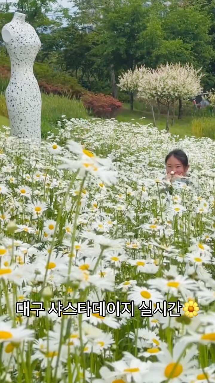 (저장 공유!) 5월 1일 대구 샤스타데이지 만개했어요!

누구보다 빠르게 남들보다 늦은 실시간🌼
오늘 쉬는 근로자들을 위한 꽃놀이 이곳이에요

✔️이현공원✔️

주차장 무료 개방

#샤스타데이지 #대구샤스타데이지 #이현공원 #대구이현공원