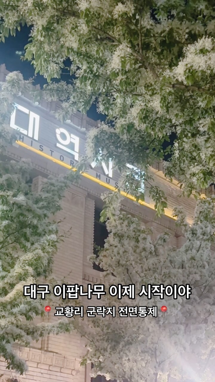 대구 이팝나무 명소 여러곳 있는데
본래 가장 유명했던 교황리 군락지는 전면통제로
현재 입장 불가합니다📍

옥연지와 해맞이공원 또는 시내에 있는 대구근대역사관 앞에서
이쁜 사진 남겨보아요❤️

#대구이팝나무 #이팝나무 #교황리