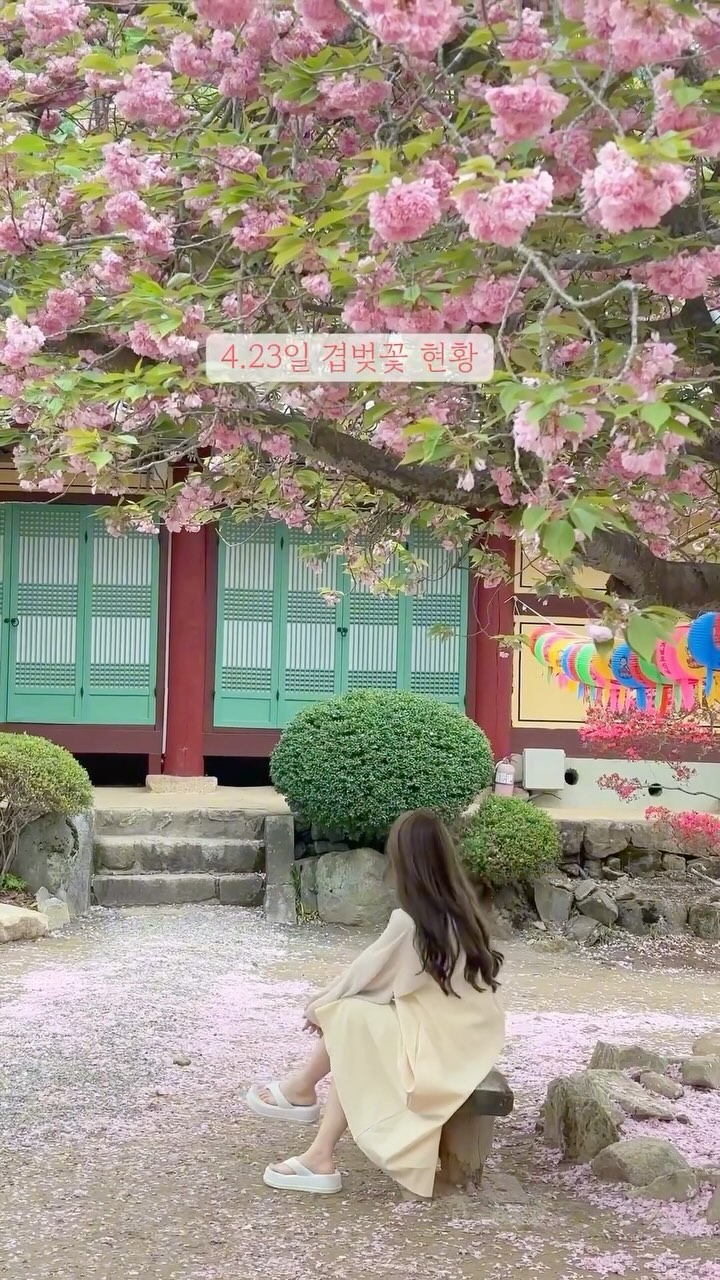 4.23일 기준 순천 선암사 겹벚꽃

비가 많이 왔는데도
아직 무성해서 꽃놀이 하기 좋더라구요!
아기랑 산책하기 좋으니 
꽃이지기전에 놀러가보기!

🏷 순천 선암사 
▫️주차무료 입장료무료
▫️겹벚꽃명소 대웅전 쪽으로
  먼저가서 사진찍기!!

#순천 #순천겹벚꽃 #순천선암사 #선암사 #순천여행 #순천가볼만한곳 #아이랑여행#아이랑가볼만한곳 #겹벚꽃 #겹벚꽃명소