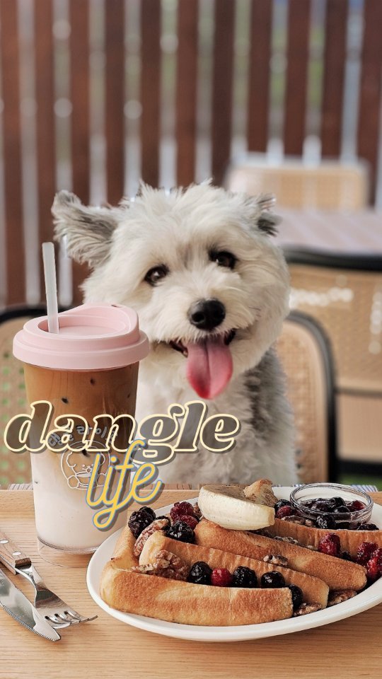하루 먼저 다녀오길 잘했다!
#비오는개린이날
🐕

#강아지릴스#강아지영상#귀여운강아지#믹스견#믹스견그램#개린이날#어린이날#용인애견카페#애견카페추천#용인애견동반#멍팔환영
