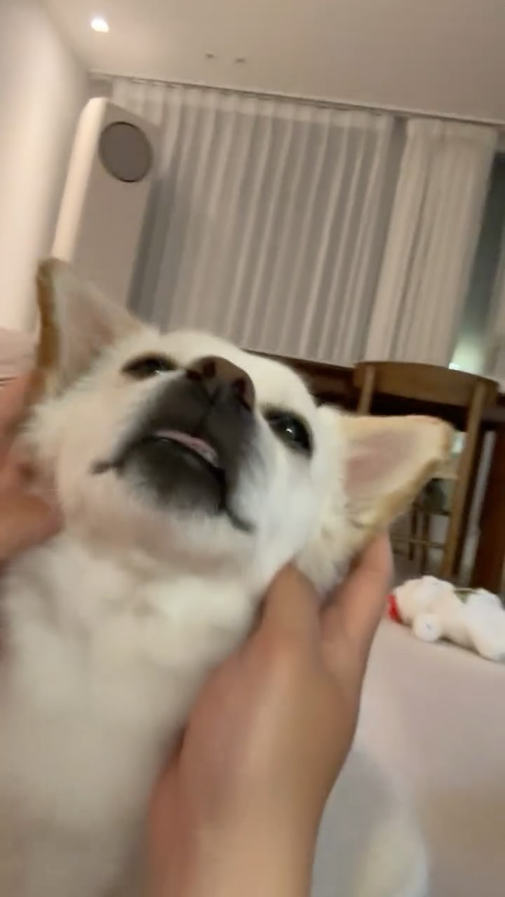 유행파괴자 뭣이중헌디!!!!!!
내맘대로 내멋대로 
#대실패 데헷😜
#춤추는라쿤