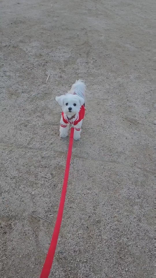 봄이랑 한강데이투🐶
신나게산책도하고 벚꽃도보고 즐거운 금욜 마무리🧡❤️

#봄이스타그램 #말티즈 #강아지일상 #강아지스타그램 #강아지그램  #멍멍이 #불금 #강아지산책 #instadog #instadaily