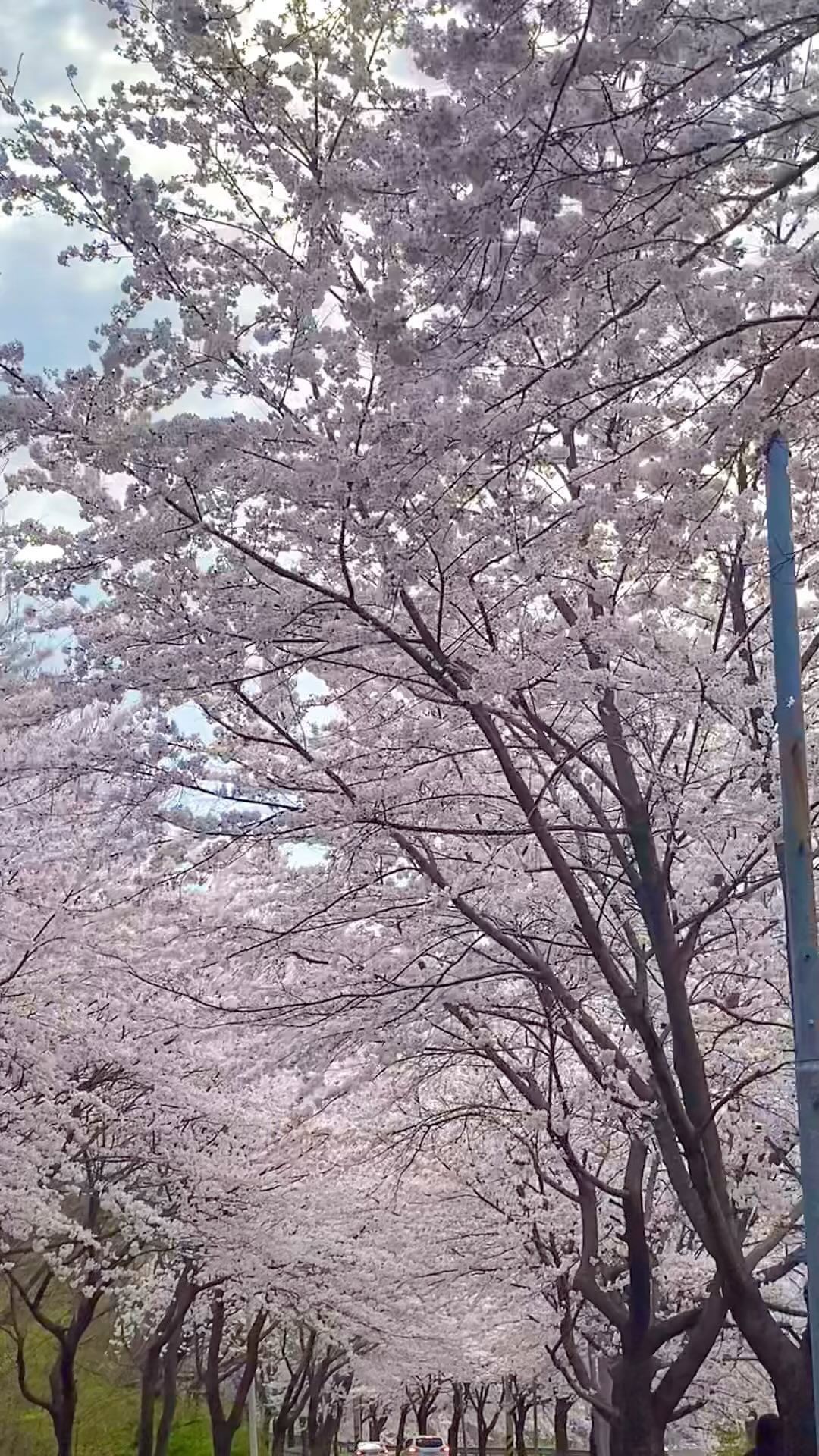 🌸🌸