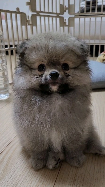 모든게 낯설고 의심 많던 견생 3개월차 아가 호두🐶

#포메라니안 #포메김호두 #호두 #세이블포메라니안 #포메 #세이블포메 #🐶 #puppy #dog #pomeranian #sablepomeranian
