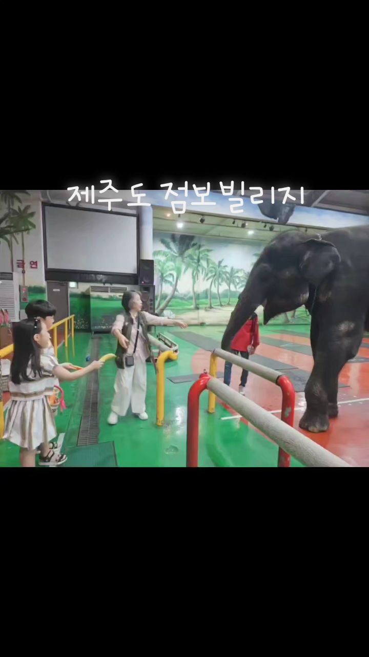 .
.
여긴 진짜 추천코스!
아이들이 너무 좋아해요~
🐘코끼리를 가까이서 보고 만질수있는데 생각보다 🐘코끼리코 피부가 말랑하고 따뜻해서 놀랬습니다.😊
먼저 팁을 드리자면 VIP코스로 끊기를 강력추천! 
오전 11시반에 시작하여 오후 2시반에 끝나는데 그안에 코끼리 먹이주기(바구니채), 공연보기(우선입장), 코끼리 타는 트래킹 체험까지 다 할 수 있어요. 
태국까지 갈 필요없이 코끼리쇼 제주에서 즐길수 있는게 너무 신기~^^ 정말 태국서 봤던 코끼리쇼랑 똑같다묘~
아이들이 있는집은 무조건 가시길 추천~~☺️
올때마다 제주에 재밌는게 많아서 다 하고싶은데 그러질못하니 항상 아쉬워하며 떠나는거 같아요 다음엔 혼자라도 애둘 데리고 한달 살기 해볼까 진심 고민된다아ㅎㅎ
.
.
.
.
.
.
.
.
.
.
#애있는집은
#여행코스도애위주
#제주여행코스추천합니다
#제주도코끼리쇼 #코끼리트레킹 #코끼리고연 #점보빌리지제주 #무조건vip로끊기