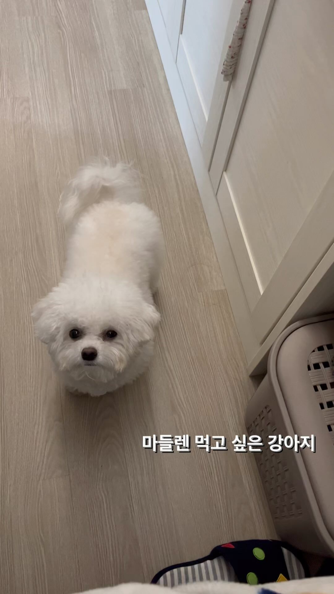 마들렌 먹고 싶은 줄 알았더니

궁금해서 애달프게 보다가
결국 까까 하나 얻어먹었당🤣