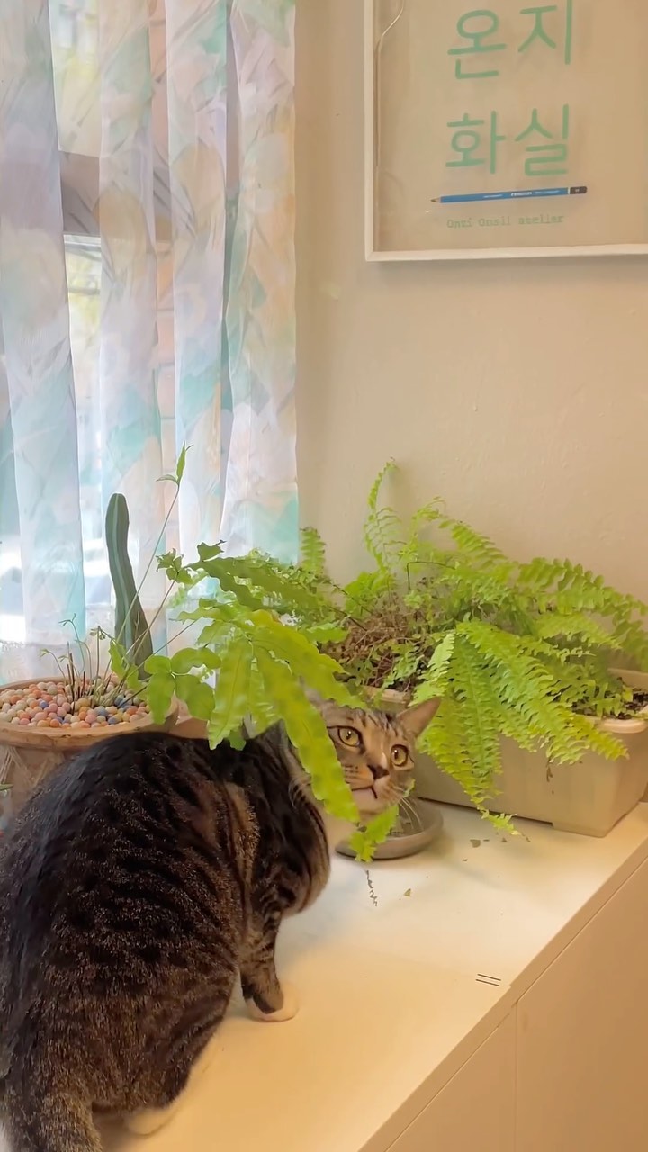 봄이랑 같이 찾아온 송오이군🌸🐈