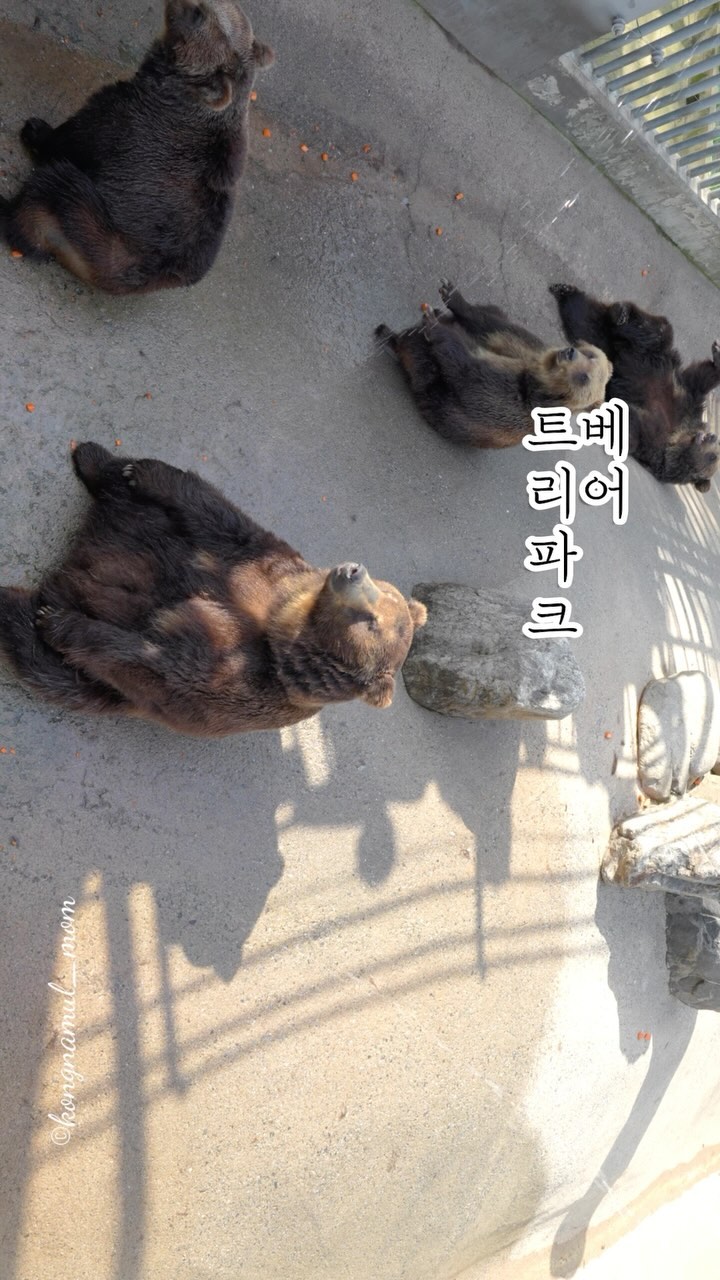 #콩나물맘
🔎네이버검색
#콩나물맘여행

🐻베어트리파크🐻

#세종베어트리파크#베어트리파크#세종맘#세종가볼만한곳