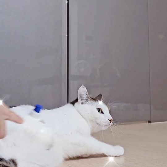 우리다미힐링타임😺

요 빗만 꺼내면 쪼로롱 달려와서 
촥 누워줄때 진짜 너무 이쁨!!!!!!
다미가 물이란걸 딱 알아채지 못할만큼
가벼운 미스트로 털날림 없이 쾌적하게!!!!!

빗살도 아프지 않아서 다미가 더 좋아하는 듯.
집사는 털안날리니까 콧구멍 안간지러워서 좋구!!!!

지금 닉센 자사몰에서 신규 회원 가입하면  20% 할인 이벤트!!!!
8만원 이상 구매 하면 신제품 구름타올도 준대여. https://nixen.co.kr/index.html