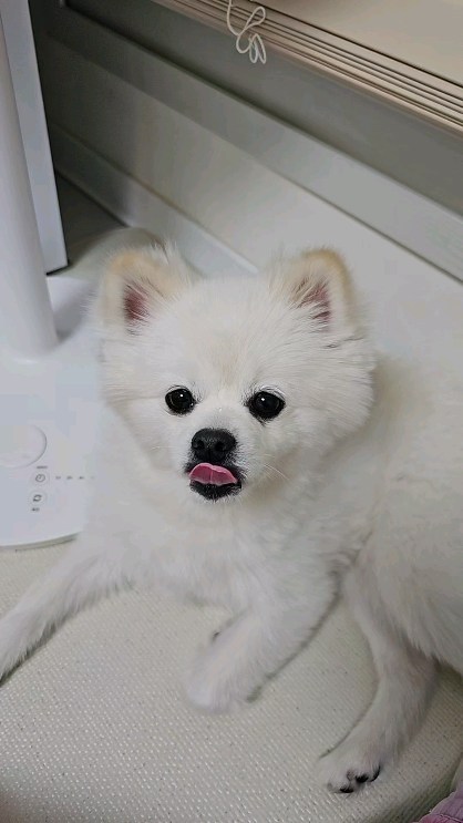밥먹었다 낼름 낼름🐶

#강아지스타그램 #강아지일상 
#반려동물스타그램 #펫스타그램
