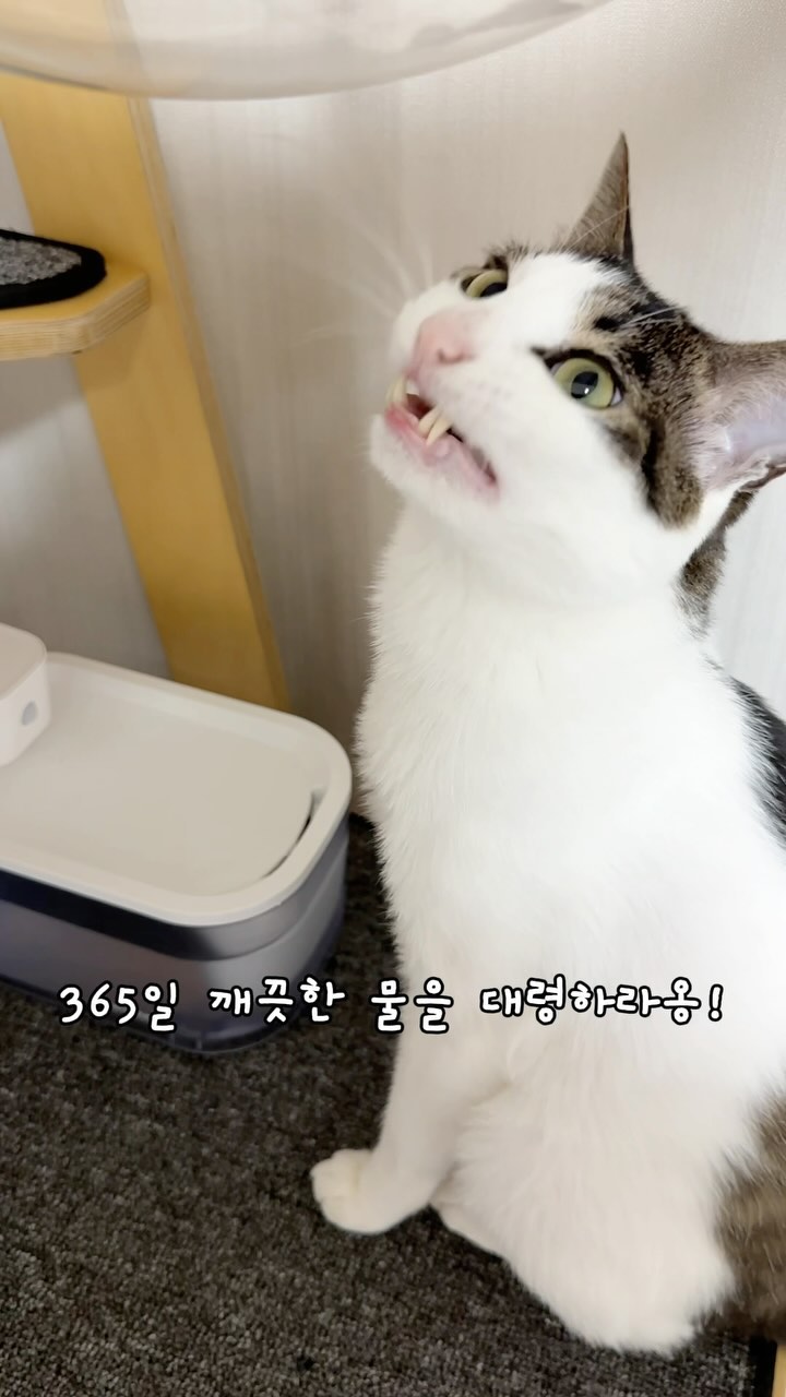 #광고 365일 깨끗한 물을 대령하라옹!
밍글이를 위한 닉센 스마트 리버 펫 정수기✨

스마트리버는 365일 깨끗한 물을 공급할 수 있는
미국 위생 협회 NSF에서 인증을 받은 펫 정수기에요
필터를 통과하는 즉시 순수한 물로 정화되는
8중 필터링 시스템을 탑재한 제품이라 늘 깨끗한 물을 줄수있어요

2m 이내 적외선을 감지하여 효율적인 에너지 활용까지!
스마트한 출수 모드로 오랜시간 집을 비워도
닉센 스마트 리버 펫 정수기만 있다면 집사들 걱정없다옹🫶❤️

#광고 #닉센 #스마트리버 #펫정수기 #닉센펫정수기 #닉센정수기 #애견정수기 #애견급수기 #자동급수기 #고양이정수기 #강아지정수기 #고양이급수기 #강아지급수기 #반려동물정수기 #반려동물급수기 #펫정수기추천 #펫급수기추천 #애견정수기추천 #애견급수기추천 #강아지급수기추천 #고양이정수기추천