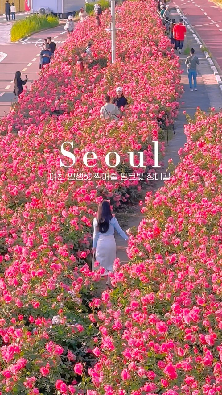 💗실시간! 지금 서울에서 가장예쁜 핑크장미길💗
(+ 영상 속 장소는 축제장 위치와 떨어진 곳이라 본문에서 꼭 위치 확인하고 가세요!)

다음주부터 시작하는 서울에서 가장 예쁜 장미축제!
축제장소인 장미터널은 다음주가 가장 예쁘게 필 것 같고
핑크장미길은 현재 80%정도 만개했어요
육교 뒤쪽으로는 빨간 장미길도 새로 생겼으니
놓치지말고 담고가세요💗

🏷️촬영위치
▫️‘성심재가방문 요양센터’ 길 건너 중랑천
▫️찍히는 사람은 장미길, 찍는 사람은 육교 위에서 줌으로 촬영

💗장미같이 예쁜 사람에게 공유하기💗

@jello_haa 팔로우하고 나들이 명소 받아보세요💌

📍중랑장미축제
▫️(중랑천 장미공원 일대) 서울 중랑구 묵동 375
▫️축제기간: 2024.5.18.(토) ~ 5.25.(토)
▫️주차: 인근 유료 주차장을 이용해야 하는데 축제기간에는 대중교통추천
✔️24.5.12. 촬영
✔️가시와 벌 조심하기
✔️줌을 꽤 많이 해야하는데 아이폰보다는 갤럭시! 휴대폰 보다는 카메라를 추천