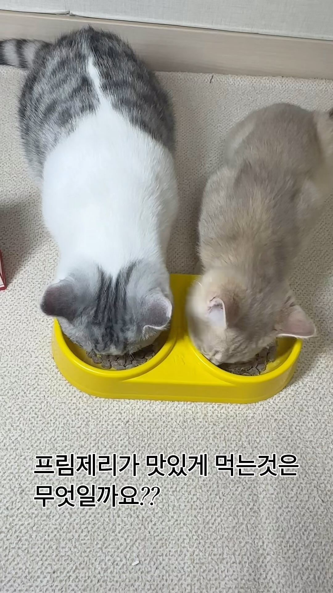 #협찬

프림제리의 건강에 더욱 신경쓰고 있는 요즘에
추룹(@hearit.official)에서 프림제리에게
피부질환 개선 특화 반려동물 맞춤 유산균 ☘️
‘추룹 피부튼튼 유산균’을 보내주셨어요 !

프림제리의 건강에 더욱 신경쓰고 있는 요즘 !

장부터 피부까지 올-인원으로 해결할 수 있는
좋은 제품이 있어 소개해드리려고 해요 😊

📍반려동물 대상 임상 실험을 마친 요 제품은
NO 첨가물 + HACCP 인증시설에서 생산한
믿을 수 있는 제품인데요 🤔 

유산균을 먹고 확실히 프림제리의
배변활동이 좋아짐을 느꼈어요 !! 🥰

✅ 급여 용법 및 용량
✔️ ~10kg 1회 1포 1일 1~2회
✔️ ~20kg 1회 2포 1일 1~2회
✔️ 20kg~ 1회 3포 1일 1~2회

✅ 급여방법
✔️ 사료에 뿌려서 급여
✔️ 물에 섞어서 급여
✔️ 가루 단독으로 급여

프림제리는 모두 10kg 미만이라
각자 1포씩 사료에 뿌려서 급여했고
프림제리는 아주 맛있게 먹었답니댜 ❤️

믿을 수 있는 제품으로 소중한 아이들의
건강을 챙겨주어요 👍🏻🐱☘️

⬇️⬇️⬇️구매링크 ⬇️⬇️⬇️
https://m.smartstore.naver.com/churup

#협찬 #강아지유산균 #고양이유산균 #댕댕이유산균 #냥이유산균 #펫유산균 #반려견유산균 #강아지유산균추천 #강아지설사 #강아지장건강 #강아지영양제