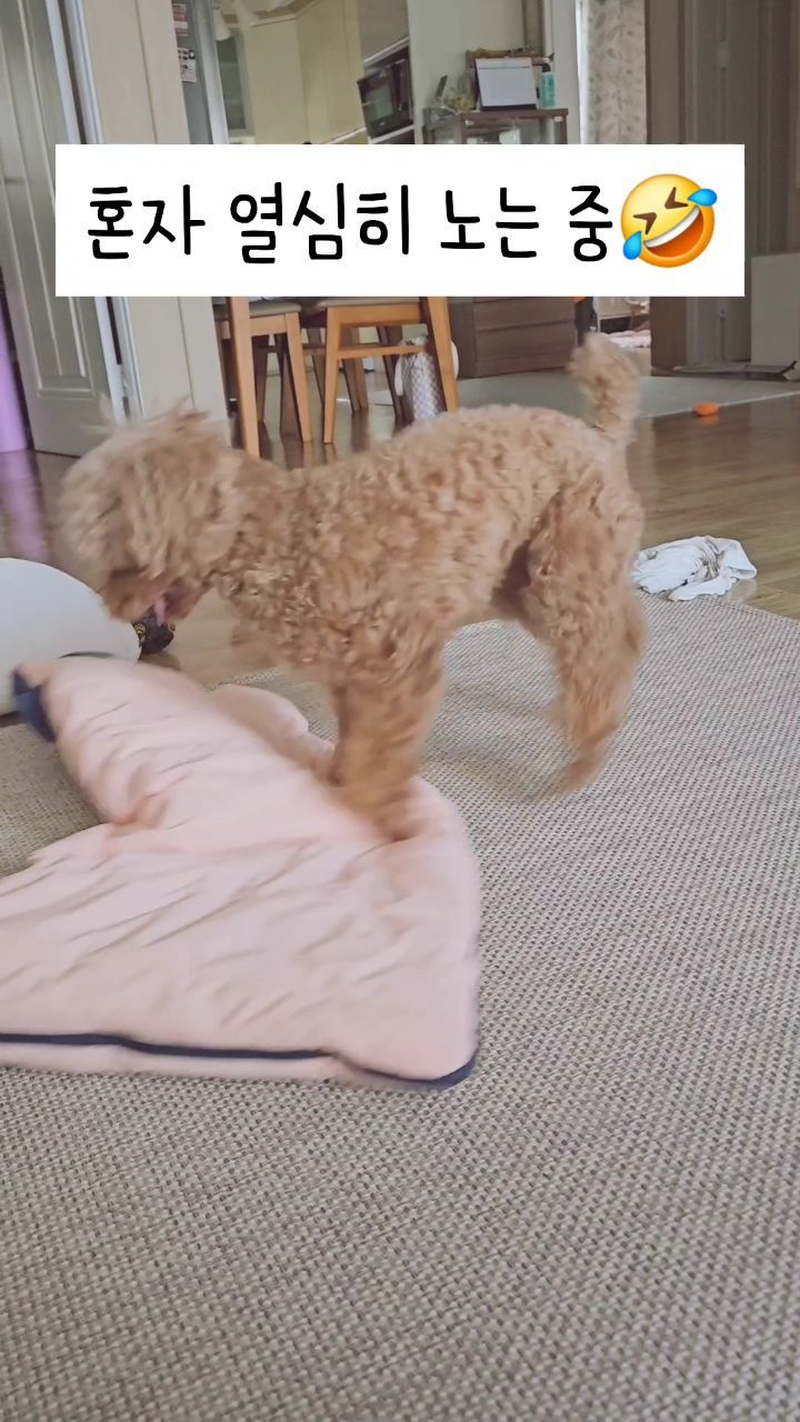 인형 던지기 지치면 혼자놀기 시작!
혼자 숨기고 찾고 순희 주특기에요!

이렇게 혼자 잘 노는 강아지 보셨나요?ㅎㅎ
근데 그게 오래가지는 않는다는거..
다시 던지기 지옥이🤣🤣

#놀자#놀자놀자놀자 #혼자놀기#푸들만세#푸들순희