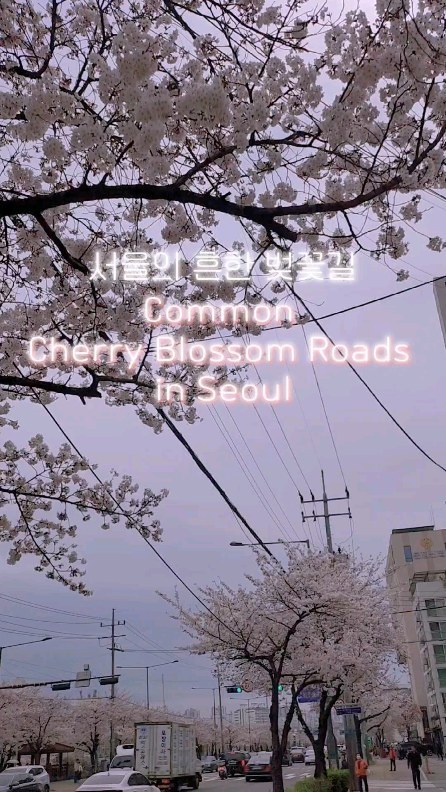 불광천을 따라 쭉 늘어선 벚꽃🌸길, 그 맞은편에 서서 한 해 중 가장 예쁘고 설레이는 순간을 담아봤어요. 여기 벚꽃🌸 경치가 이 동네 사람들에겐 이미 잘 알려져 있더라구요. 벚꽃축제도 하구요. 여의도나 석촌호수는 이젠 너무 알려져서 축제기간엔 꽃보단 사람구경인데, 여긴 그래도 좀 덜알려진것 같아요. 
여기 벚꽃🌸 너무 예뻐요~!
벚꽃이 딱 일주일 밖에 안가는게 너무 아쉽네요.😂
.
Standing on the opposite side of the cherry blossom road along the Bulgwangcheon Stream, I captured the prettiest and most exciting moment of the year. The cherry blossom scenery here is already well known to the residents living around. There are also cherry blossom festivals. 
The cherry blossoms are so pretty here!
So sad that cherry blossoms only last for a week.