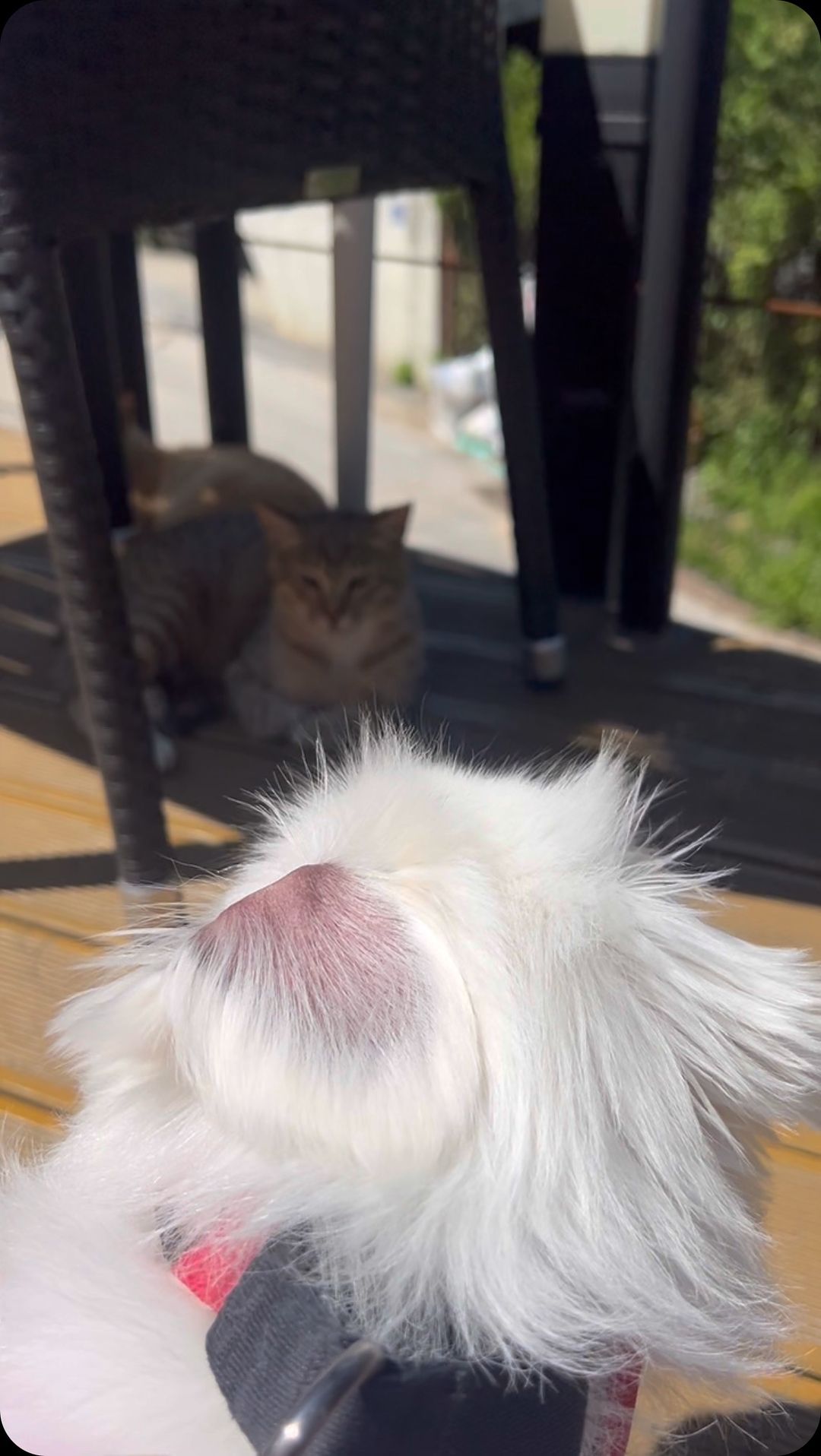 단비언니의 또간곳❤️ #올덴카라반 
여기 카라반 애견동반이지만 내부시설 깔끔하고 관리도 넘넘 잘되어있어 저번에 오고 완전 반해서 간곳이에요🙋🏻‍♀️🙋🏻‍♀️

저녁엔 바베큐도 해먹을 수 있고 애견 운동장도 깔끔 카라반도 깔끔✨
손 가볍게 여기 편의점에서 필요한 물건 고기포함!!! 다 살 수 있어 더 편하고 직원분들 엄청엄청 친절 합니다⭐️ 그리고 제일 중요한게 여기 라면 기계있어요…..🫶🏻 

서울이랑 위치도 가깝고 애견동반인데 넘 깔끔쓰 거기다가 날씨또한 너무 좋으니까 오늘 오길 너무 잘했네요🙏🏻🥰 강아지들도 너무 좋아해서 오늘 내일 잘 놀다 갈게요🙊