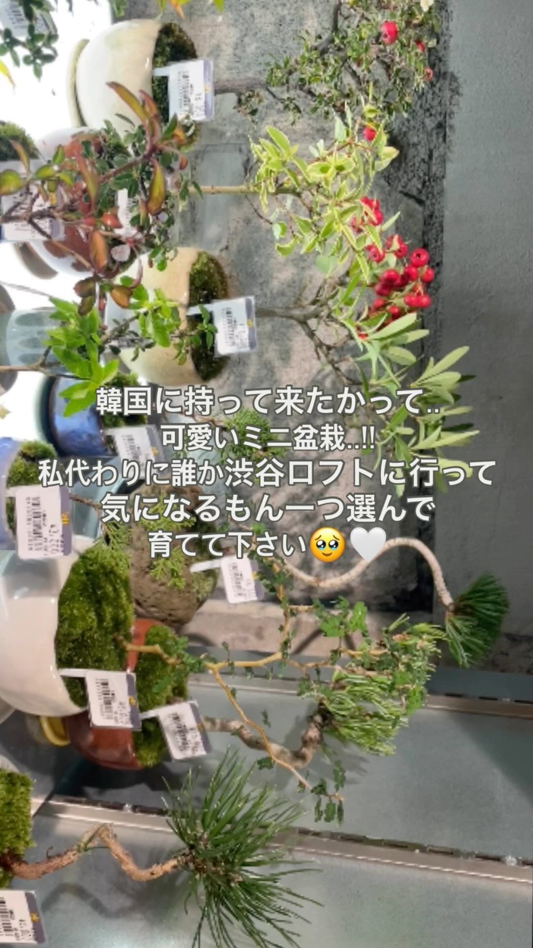 好きなもの🪴✨

#盆栽 #植物 #公園 #散歩 #日本語忘れずに 
#분재 #식물 #산책
