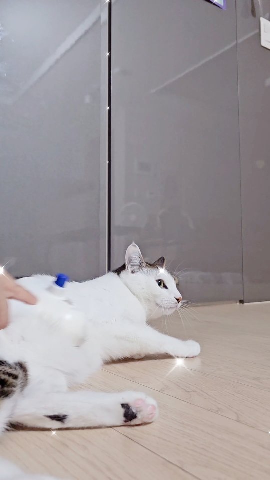 우리다미힐링타임😺

요 빗만 꺼내면 쪼로롱 달려와서 
촥 누워줄때 진짜 너무 이쁨!!!!!!
다미가 물이란걸 딱 알아채지 못할만큼
가벼운 미스트로 털날림 없이 쾌적하게!!!!!

빗살도 아프지 않아서 다미가 더 좋아하는 듯.
집사는 털안날리니까 콧구멍 안간지러워서 좋구!!!!

지금 닉센 자사몰에서 신규 회원 가입하면  20% 할인 이벤트!!!!
8만원 이상 구매 하면 신제품 구름타올도 준대여. https://nixen.co.kr/index.html