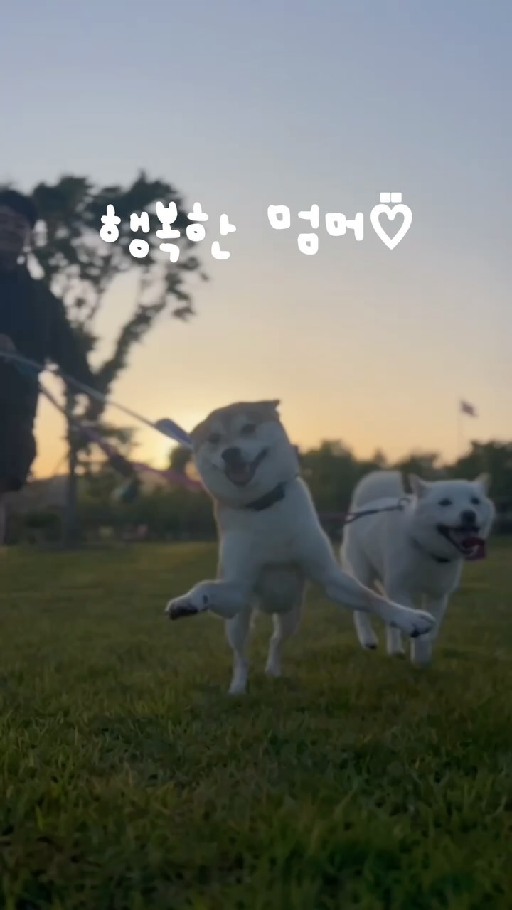 세상에서 가장 행복한 루루♡꙼̈

#시바견 #시바이누 #시바 #시바스타그램 #멍팔 #멍팔맞팔 #멍팔맞팔환영 #멍팔환영 #댕팔 #댕팔맞팔 #댕팔맞팔환영 #댕팔환영 #shibainu #happy #루이루다