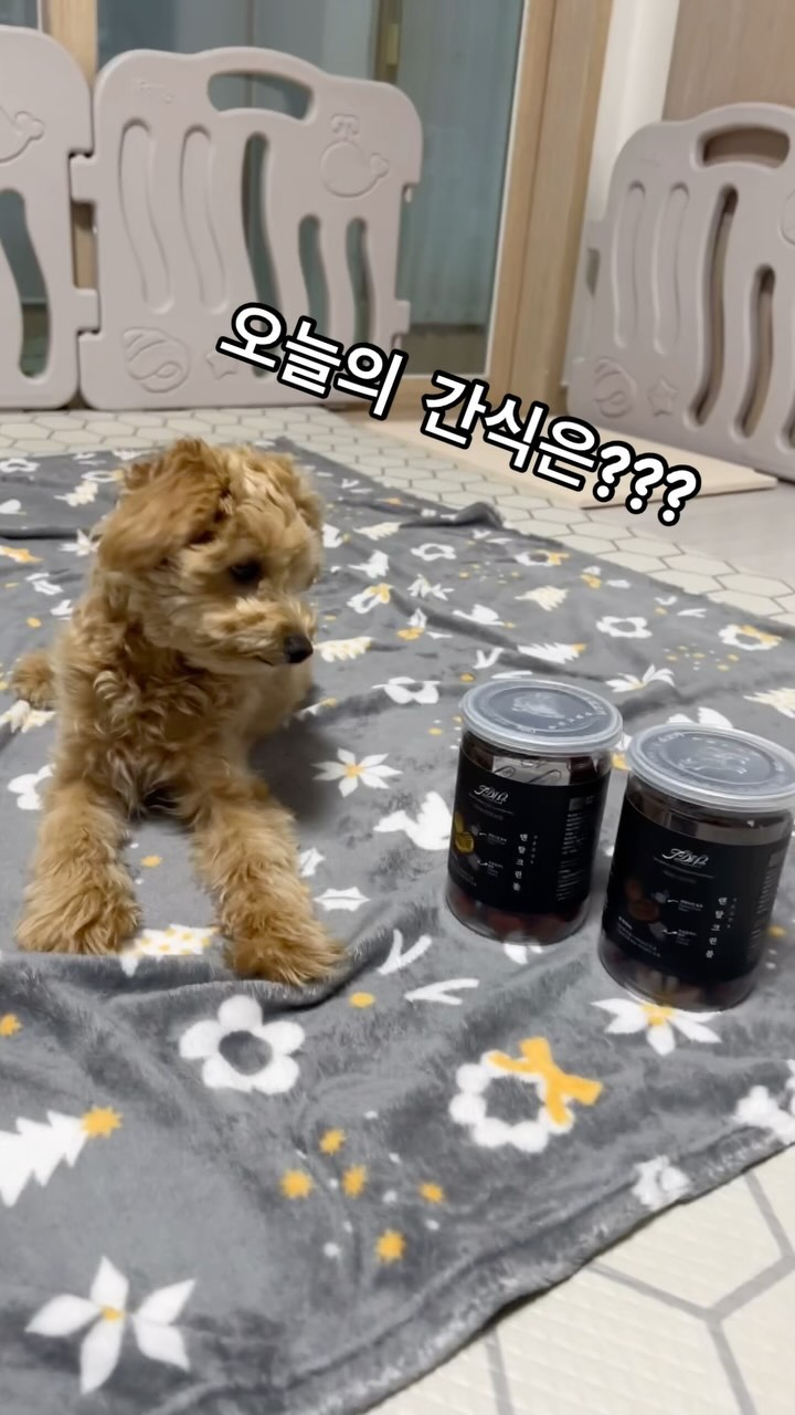 #협찬 #솔직후기

치석제거 간식으로 완전 좋은 덴탈크린볼!!

잇몸이 약한 강아지나 
일주일에 2~3번이하로 양치하는 댕댕이에게 좋은 덴탈껌👍🏻

복희의 체험후기를 제품 장점과 함께 솔직하게 적어보겠다.

-기호성과 크기가 좋다: 거부감없이 잘먹고 손으로 하나하나 빚은 제품이라던데 크기가 알맞아서 좋았다.

-부스러기가 안난다: 발포형태라서 단면은 스펀지?같은데 부스러기도 안나고 오래먹으면서 이빨마찰이 계속 되니까 치석제거에 진짜 좋은 것 같다.자연스러운 치석제거에 도움이 된다.

-프로폴리스가 함유되어 있어 구강항균에 좋다.

일단 복희가 맛있게 잘먹고, 오래 먹어서 좋았다👍🏻
부스러기 안나오는거 진짜 훌륭함👏🏻👏🏻👏🏻

다른 치석제거 껌이나 간식은 진짜 금방 먹어 버리거나
부스러기 나오는데 가까운 멍친들이랑도 나눠먹고 홍보해야겠다🐶

@foodtem 

#덴탈크린볼 #강아지치석제거 #강아지간식 #치석껌 #덴탈껌 #간식 #입냄새 #양치 #제거 #반려견 #애견 #스케일링 #잇몸질환예방