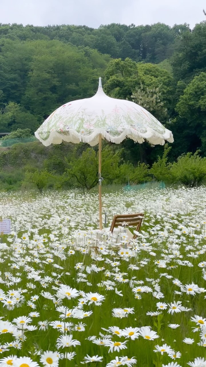 8천평 샤스타데이지 꽃밭에서 피크닉 ⛱️🌼☕️